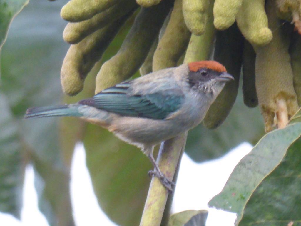 Mirador Finca Morrogacho マニサレス エクステリア 写真