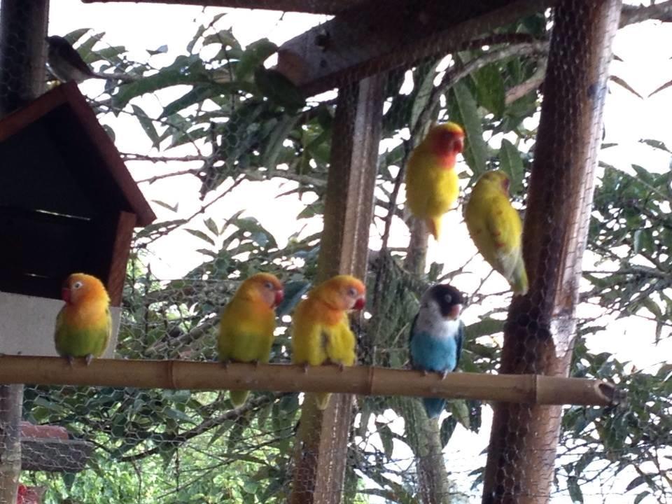 Mirador Finca Morrogacho マニサレス エクステリア 写真