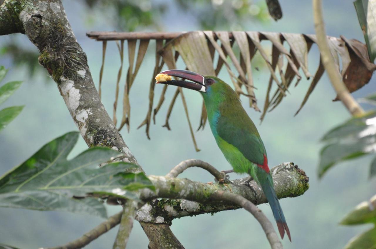 Mirador Finca Morrogacho マニサレス エクステリア 写真