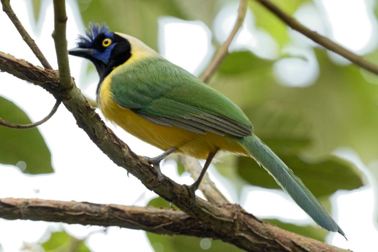 Mirador Finca Morrogacho マニサレス エクステリア 写真